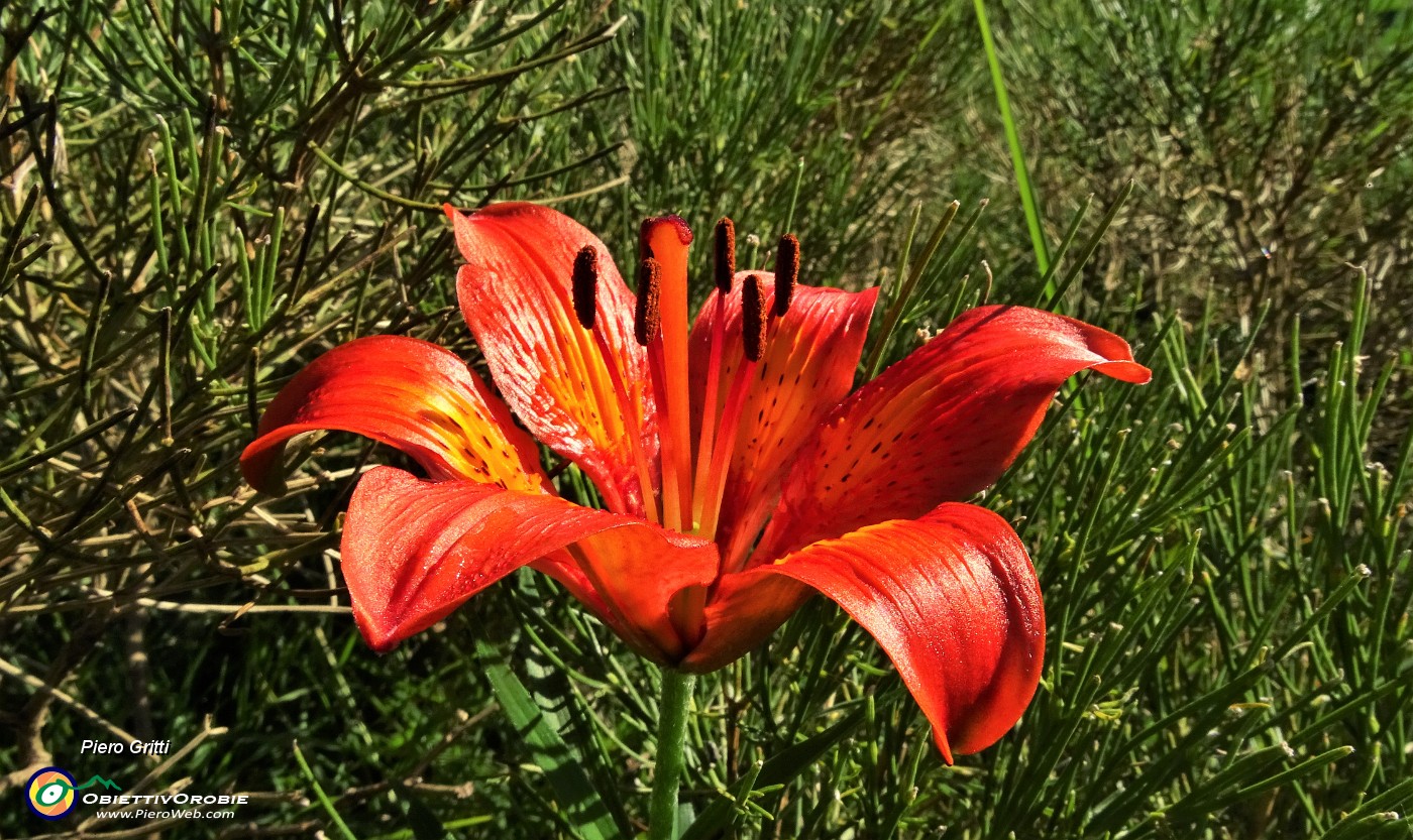 11 Giglio rosso (Lilium bulbiferum).JPG